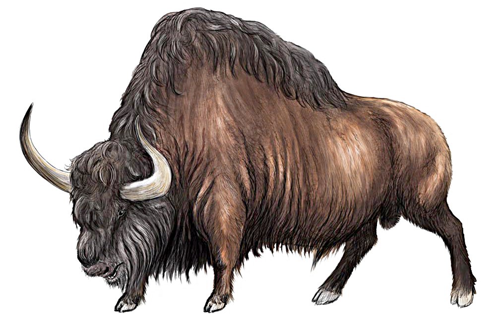 bison-priscus.jpg