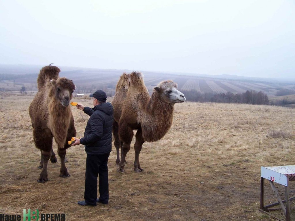 Верблюды-бактрианы Миша (белолобый) и Маша обожают тыкву и свеклу.