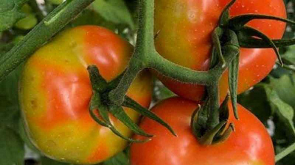 В станице Кривянской Ростовской области локализован губительный вирус томатов