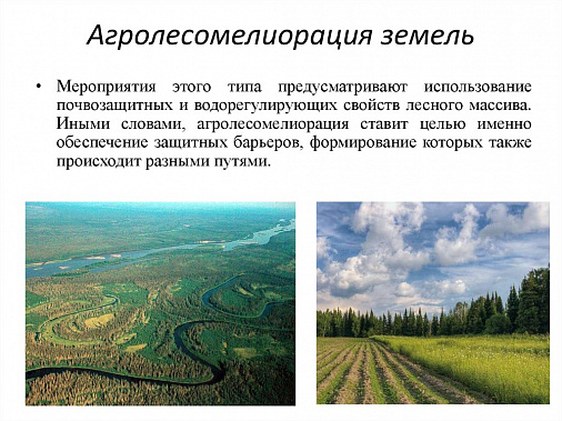 На Дону по решению правительства региона создается Управление агролесомелиорацией
