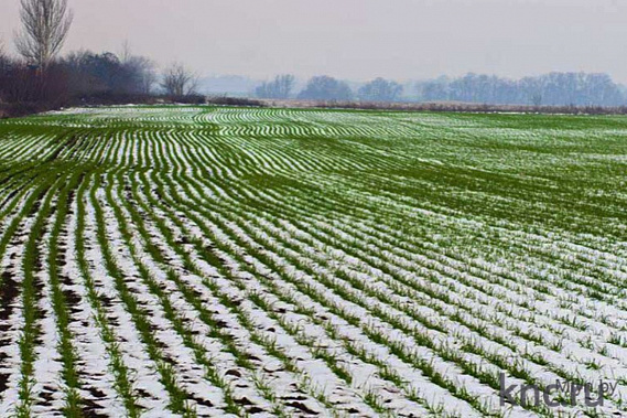 Весной в Ростовской области вероятны вспышки инфекционных заболеваний зерновых