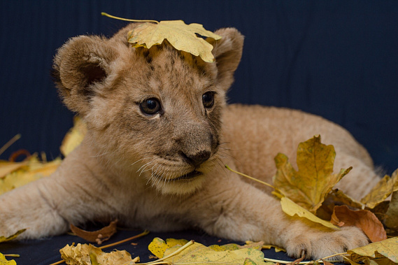 В Ростовском зоопарке у льва Цезаря и львицы Олесии родился малыш. Сейчас львенку чуть больше месяца.