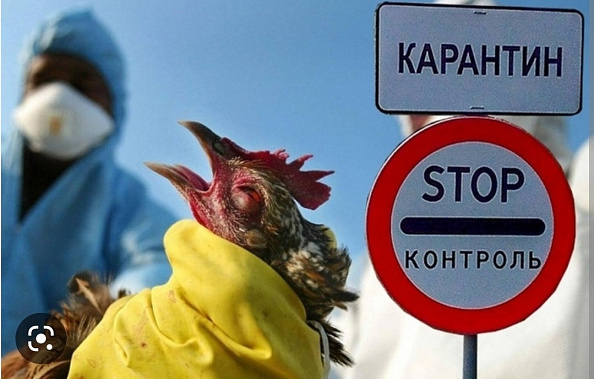 В Волгодонском районе объявлен карантин по птичьему гриппу
