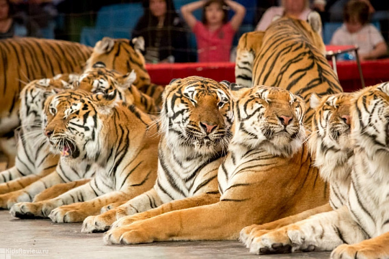 «Тигры на земле и в воздухе» выступят для детей из ДНР и ЛНР