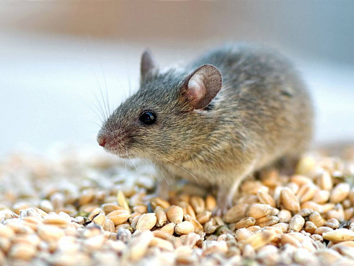 Как справиться с нашествием мышей на полях