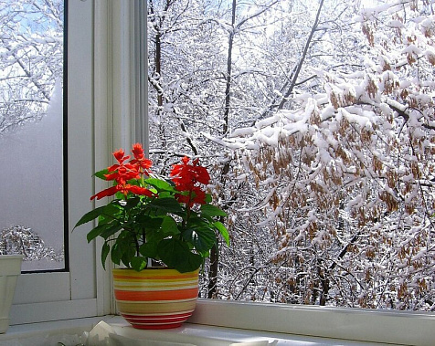 Помогаем комнатным растениям зимой