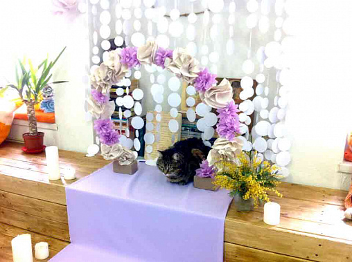 В Ростове прошла первая свадьба котиков