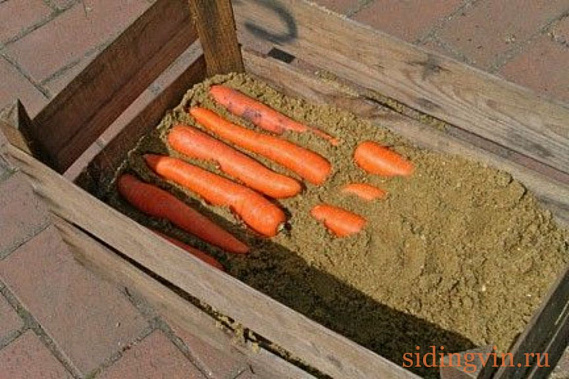 Как сохранить морковь на зиму