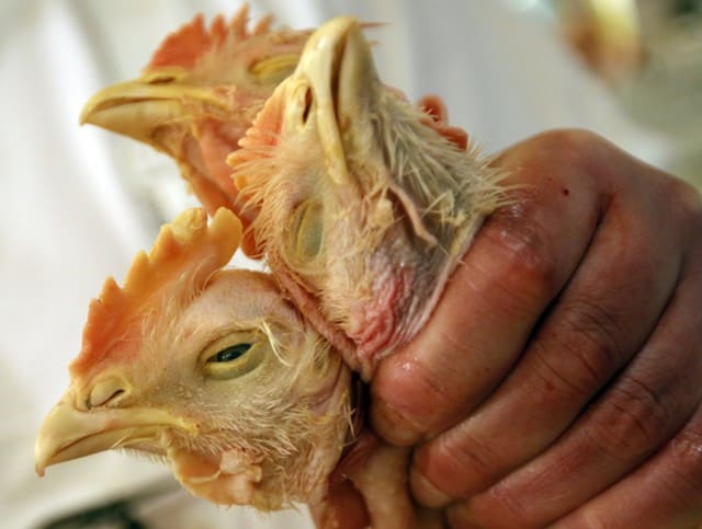 На птицефабрике Таганрогской выявили птичий грипп