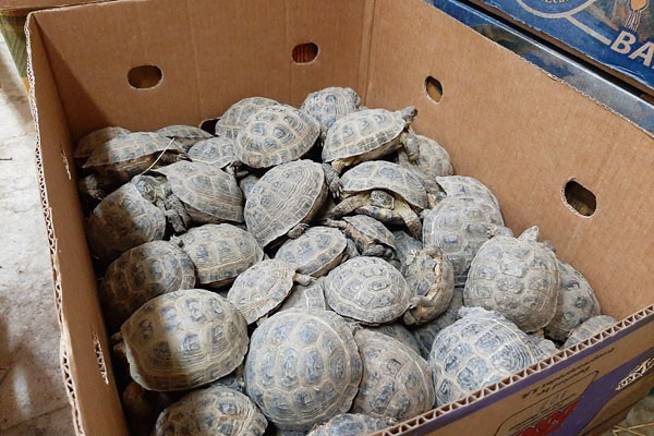 В Ростовский зоопарк переехали редкие черепахи