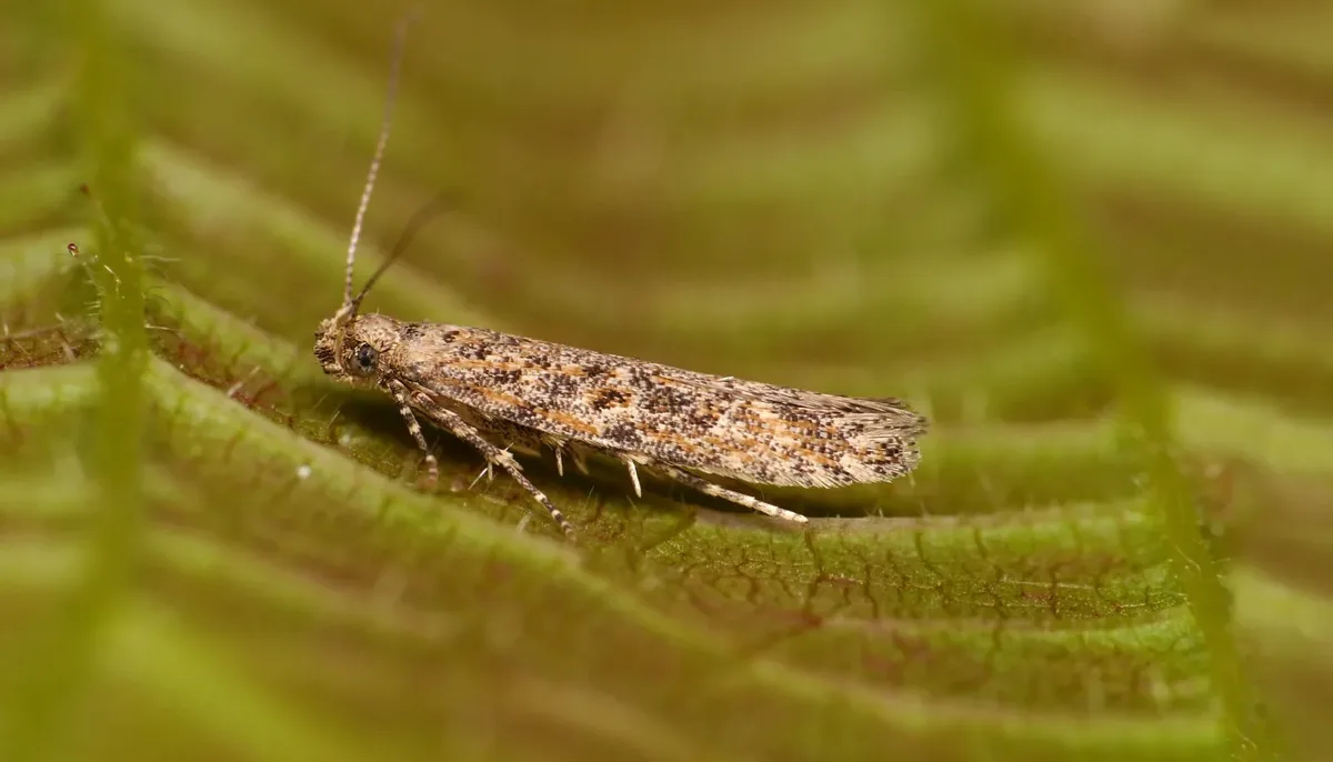 В Азовском районе отменили карантин по южноамериканской томатной моли - Новости, 11.11.2025