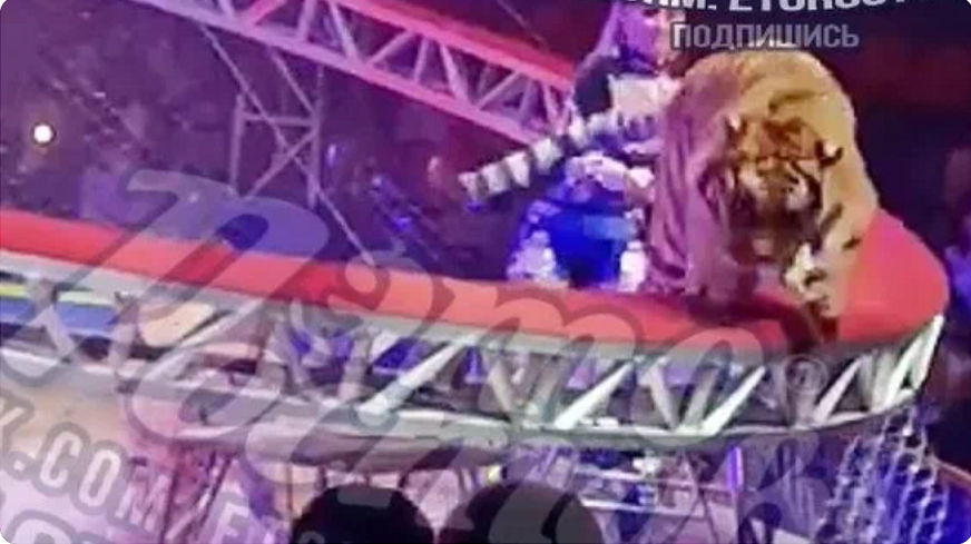 В Ростове во время циркового представления тигр выпрыгнул с манежа прямо в публику - Новости, 19.04.2026