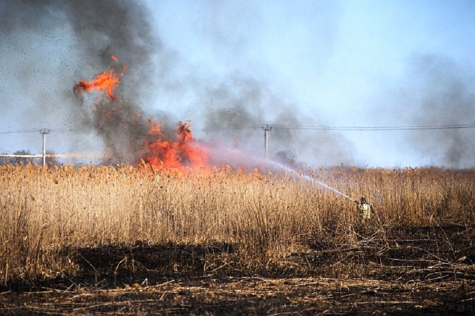 Число ландшафтных пожаров на Дону угрожающе растет