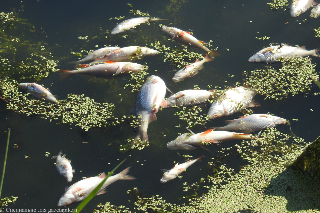 Донское минприроды подтвердило гибель рыбы в Семикаракорском районе