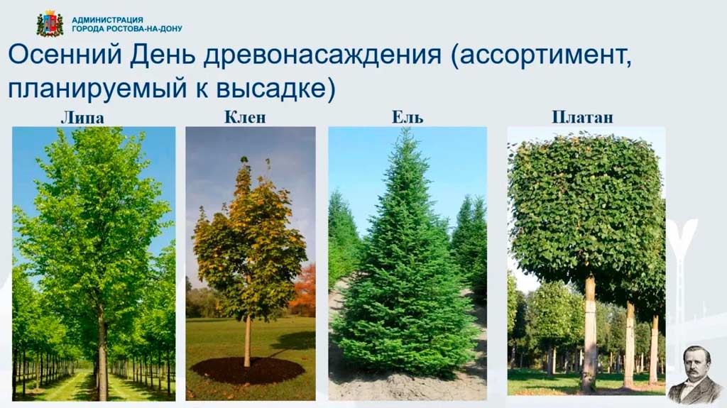 Ростов готовится к осеннему Дню древонасаждения - Новости, 30.09.2026