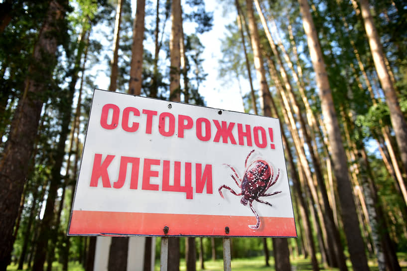 На территории Ростовской области продолжают распространяться клещевые инфекции - Новости, 05.06.2026