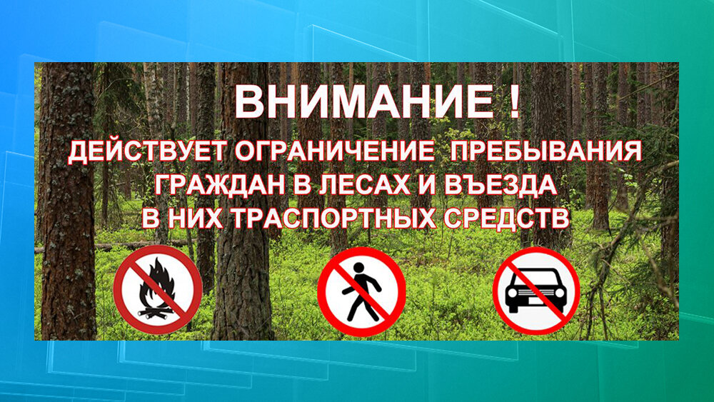 Ограничения на пребывание граждан в донских лесах продолжают действовать - Новости, 04.07.2026