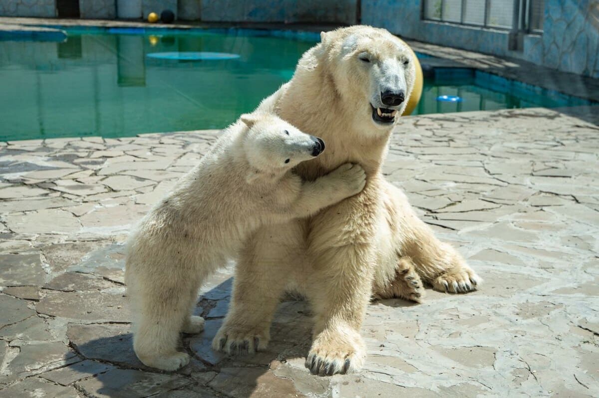 Ростовского медвежонка Айку перевезли в Московский зоопарк