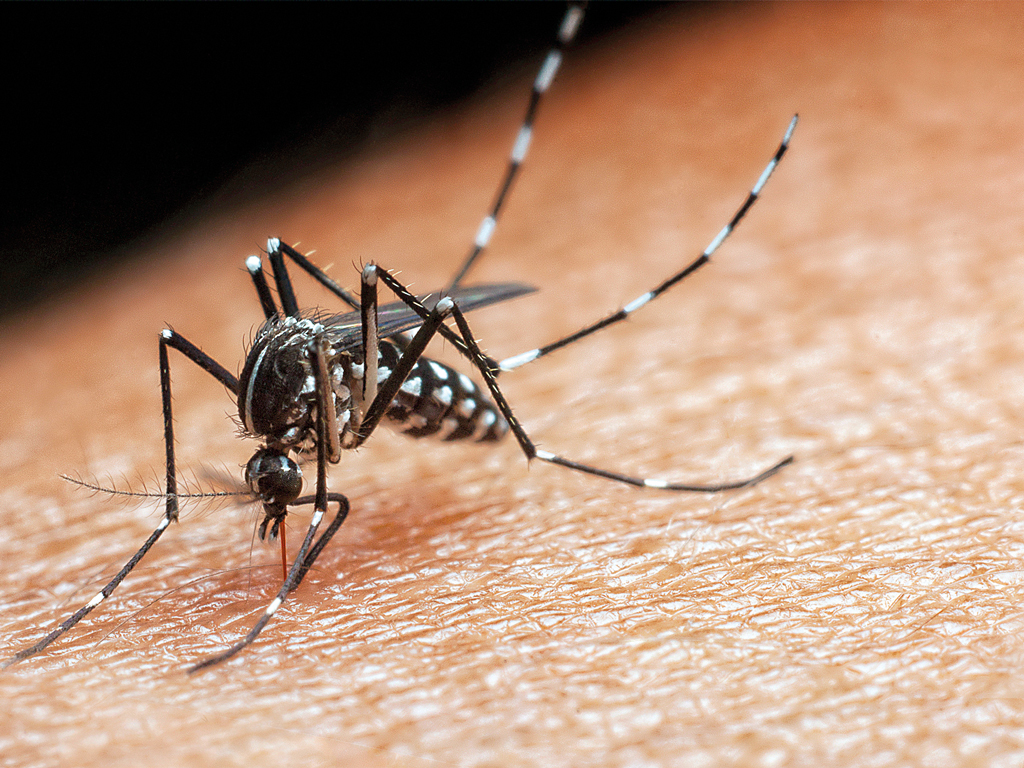 Вспышку лихорадки денге в России не ждут