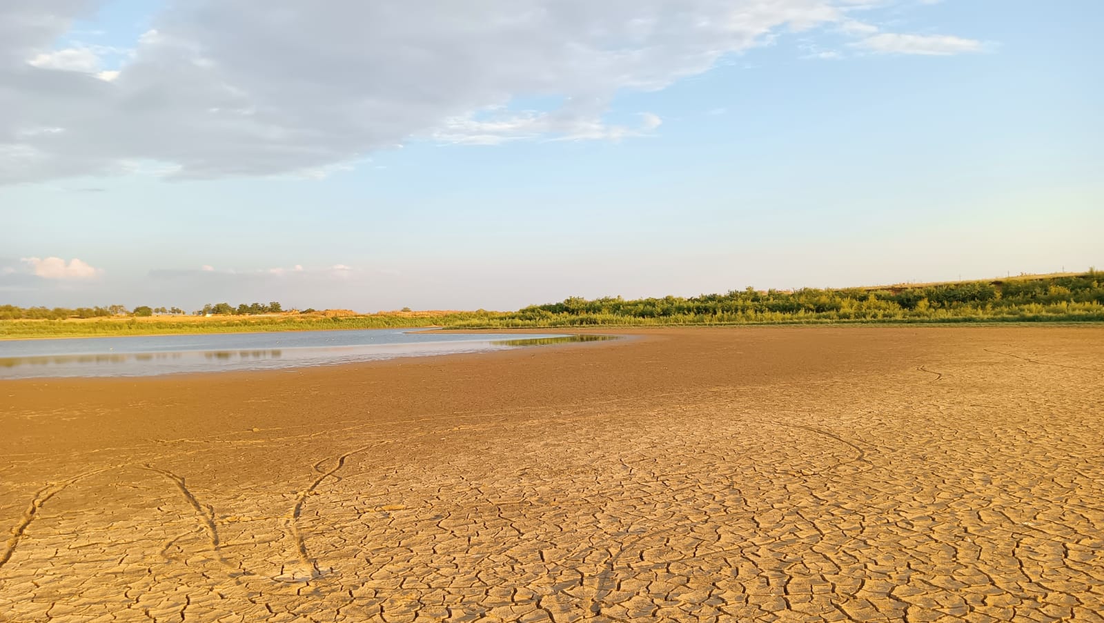 В Ростовской области наблюдается засуха