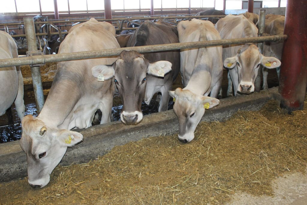 В Ростовской области за год произвели почти 260 тысяч тонн молока
