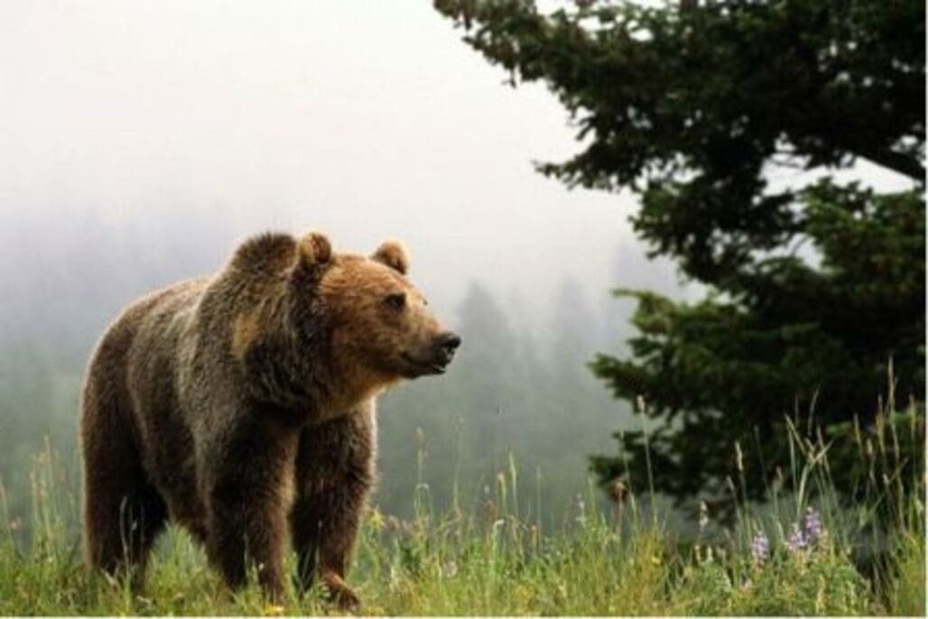 Сегодня Россия отмечает День медведя