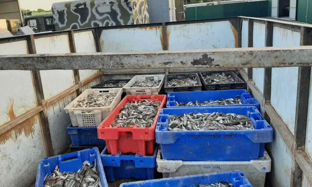 Более 14,5 тысяч рыбин обнаружили у браконьера в Неклиновском районе