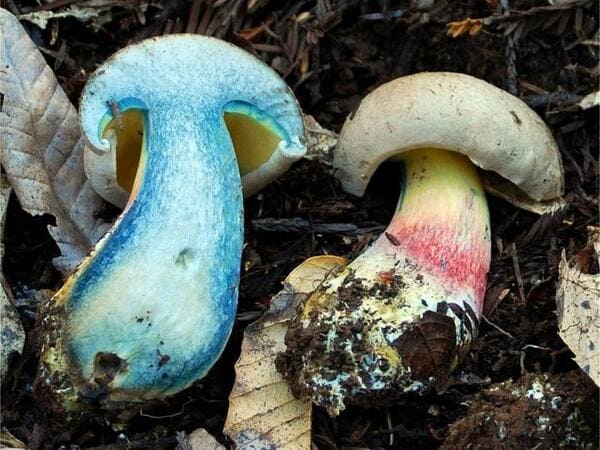 На севере Ростовской области начали травиться грибами
