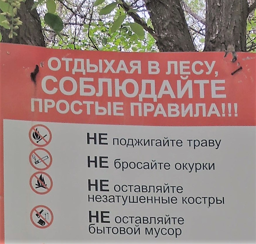На территории Каменского лесничества сегодня случился лесной пожар - Новости, 09.07.2025