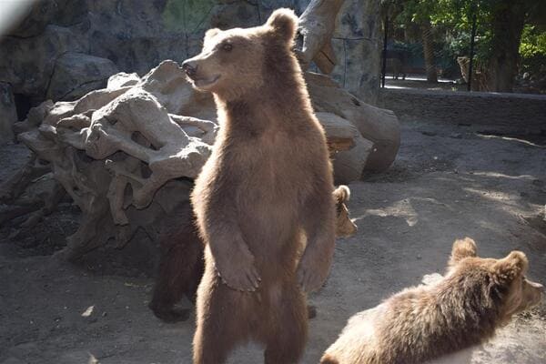 Животных в Белокалитвинском зоопарке содержали в тесных вольерах