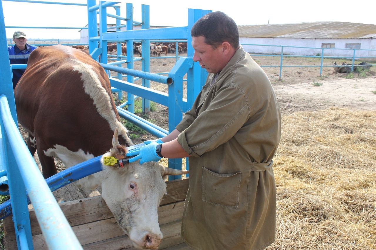 В систему учета животных Ростовской области внесены данные о более 70 тысячах голов скота