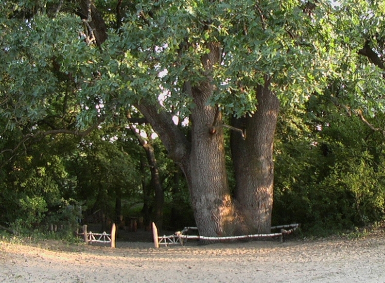 Вешенский дуб стал главным деревом страны