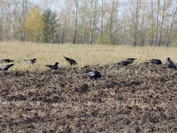 Эксперты регионального минприроды устанавливают причину гибели птиц в четырех районах Ростовской области