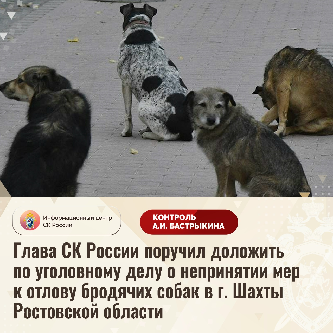 В Следкоме намерены разобраться в ситуации с безнадзорными собаками в городе Шахты - Новости, 19.03.2026