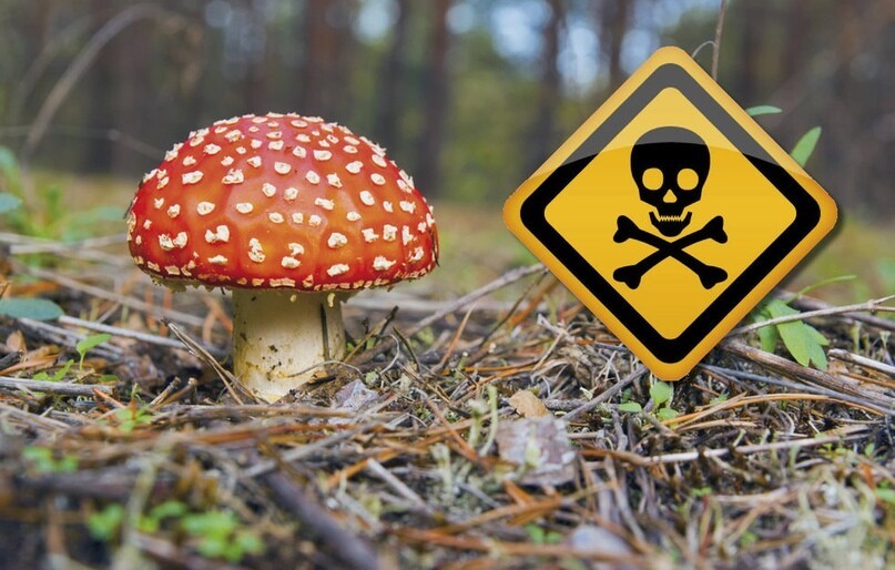 На Дону зафиксированы случаи отравления грибами