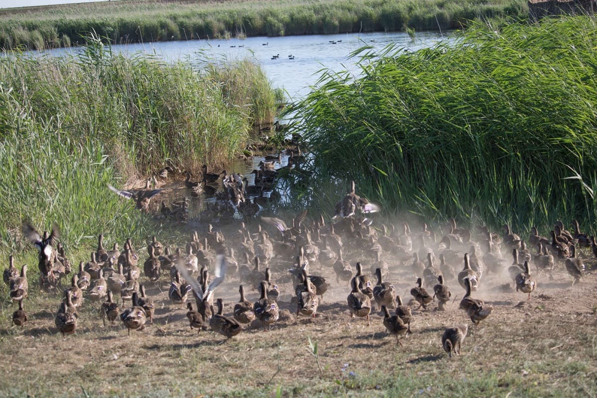 В Весёловское водохранилище выпустили 900 уток-крякв