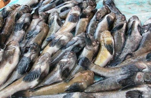 Жара спровоцировала замор рыбы в Таганрогском заливе
