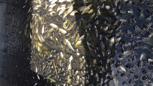 В пруд в Дубовском районе выпущена крупная партия мальков нескольких пород рыбы