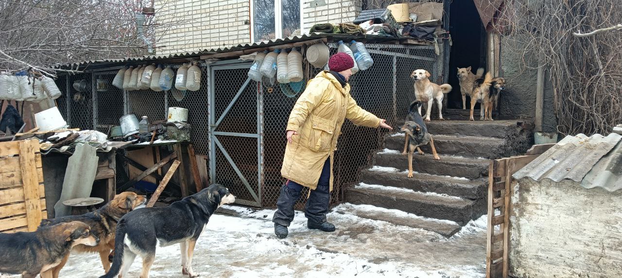 Собачья жизнь - Новости, 27.12.2024