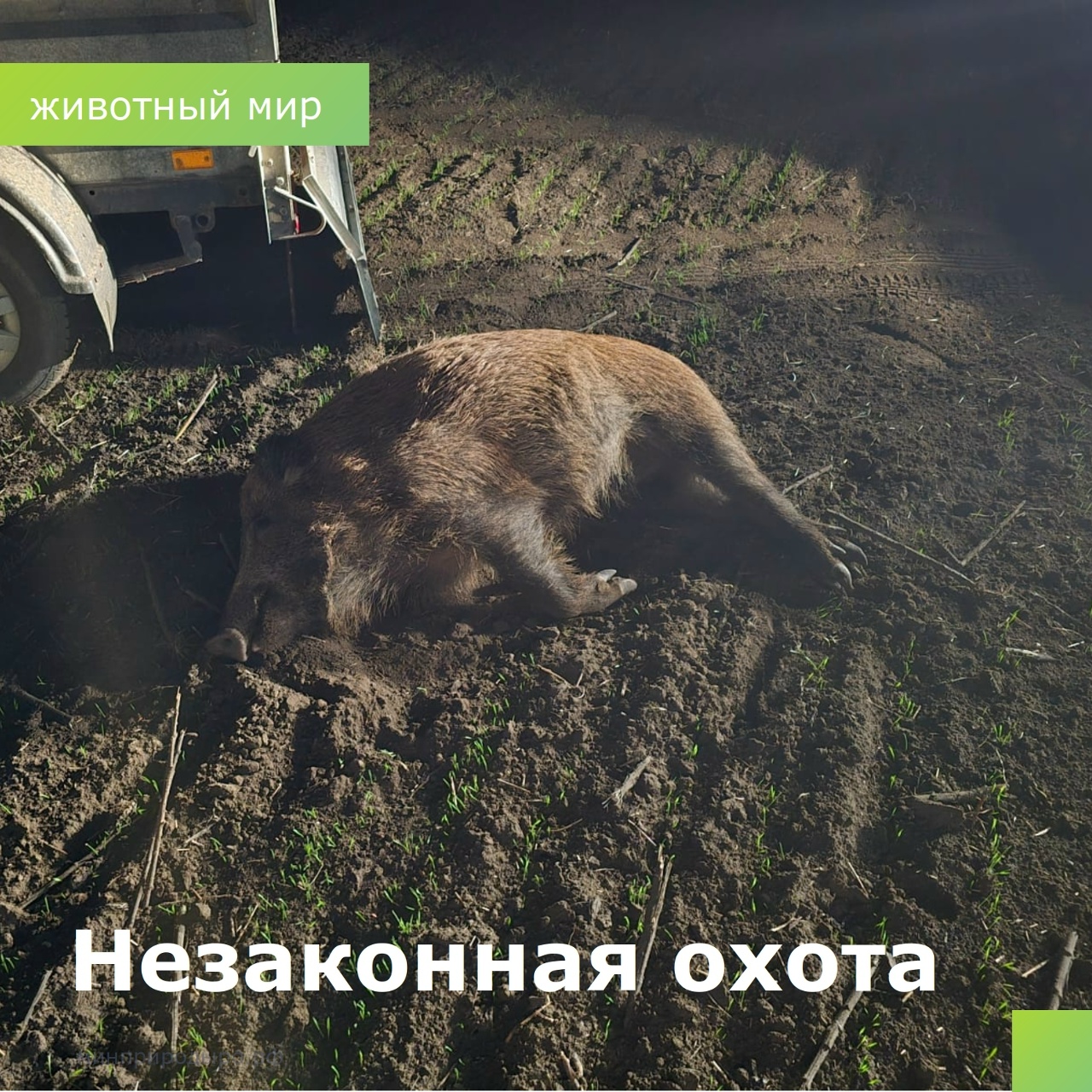 В Семикаракорском районе браконьерски уничтожили 8 особей дикого кабана! - Новости, 11.11.2025