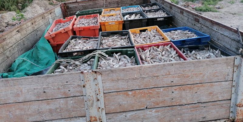 В Неклиновском районе пограничники задержали местных жителей с большой партией незаконно добытой рыбы