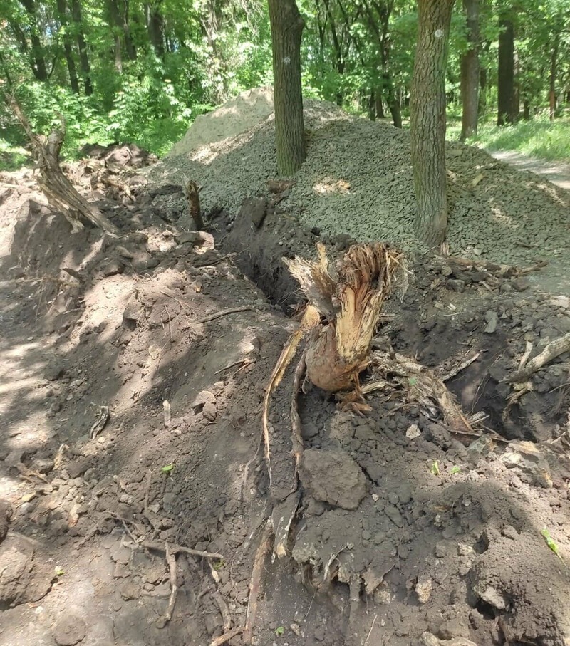 Сотрудники донского минприроды не подтвердили повреждение 20 деревьев в роще «Дубки» Таганрога