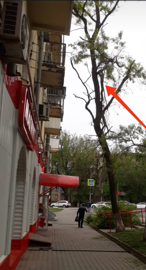 В Ростове-на-Дону больше квартала у магазина весит громадная сломанная ветвь