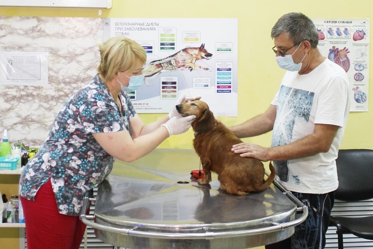 Акцию по льготной стерилизации кошек и собак на Дону продлили еще на год