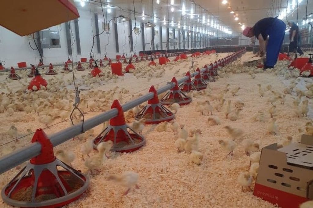 индюшкин двор шахты. индюшкин мелеуз. птицефабрика евродон ростовская область. индюшкин двор шахты. индюшкин двор.