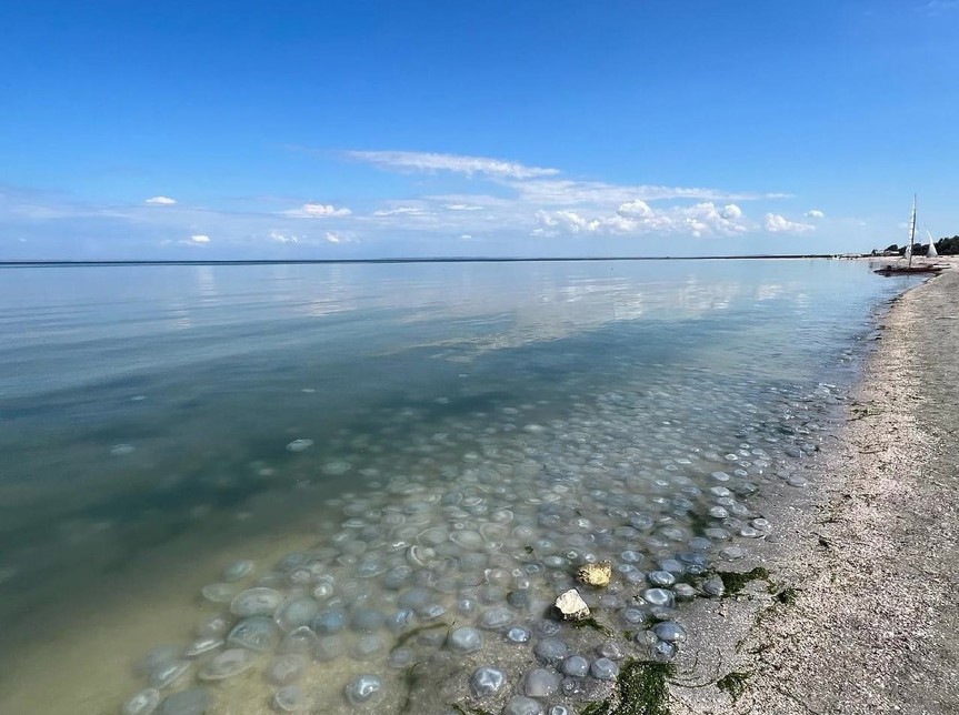 В Азовском и Черном морях стало больше медуз из-за обмеления Дона