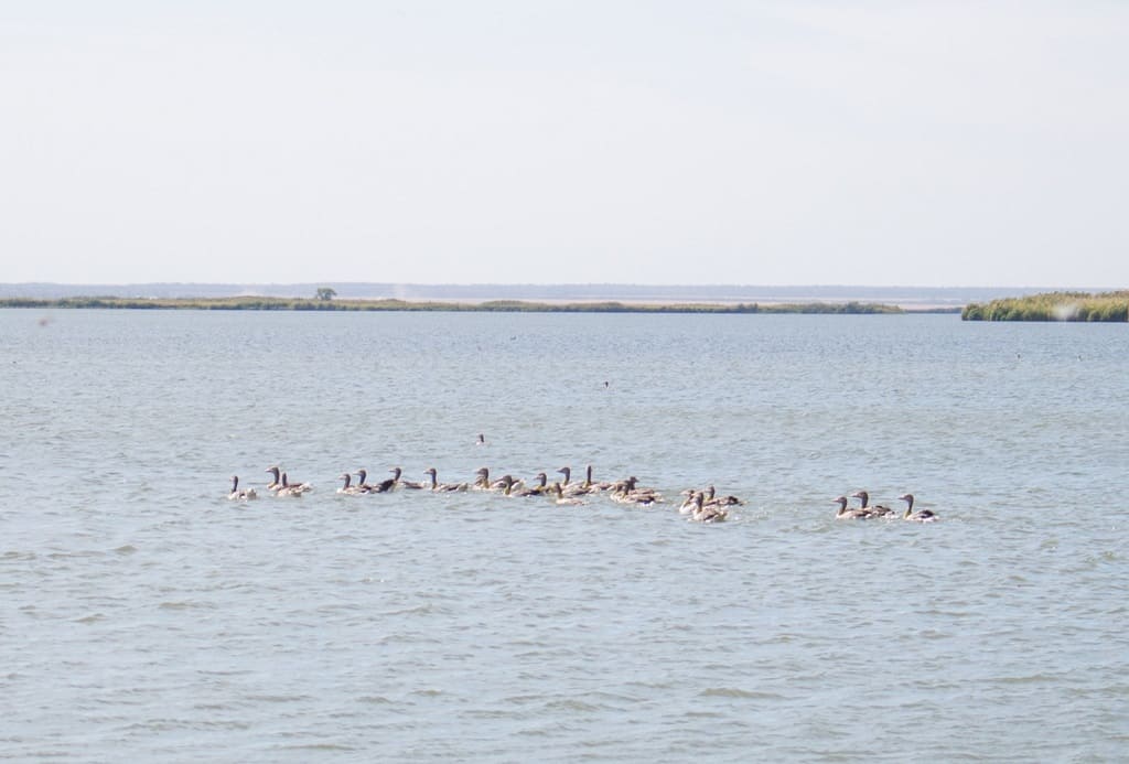 В Веселовское водохранилище выпустили 70 серых гусей и 100 тысяч мальков сазана