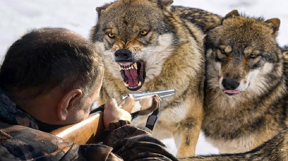 Идет охота на волков… Сезон охоты на этих хищников и на шакалов открывается с 1 августа