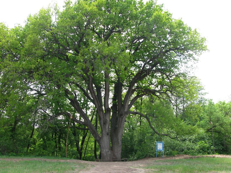 Во всероссийском конкурсе на звание дерева года претендует вешенский дуб