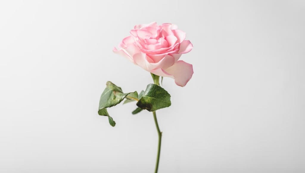 Выбор цветов: флористы рассказали, зачем розам нужна 